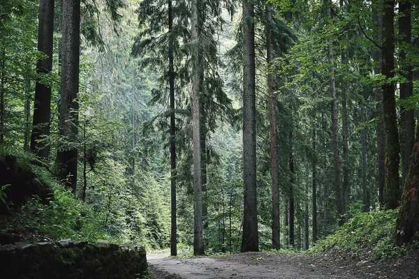 Vägen i fjällskog — Stockfoto