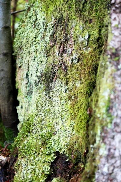 Árvore musgosa na floresta — Fotografia de Stock