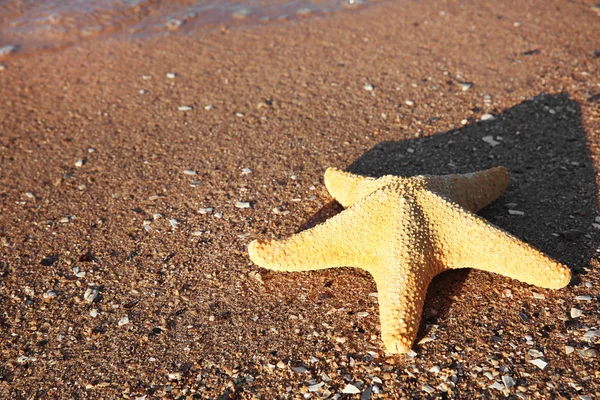 Estrella del mar en la playa —  Fotos de Stock