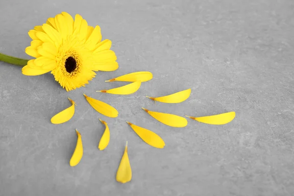 Gerbera blomma med kronblad — Stockfoto