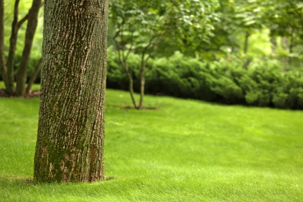 Hermoso parque verde con árbol viejo —  Fotos de Stock