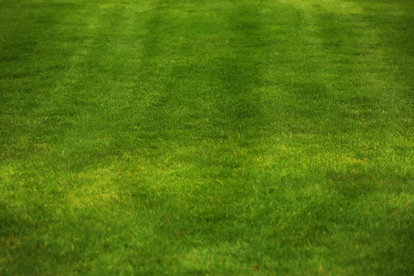 Green grass lawn for background — Stock Photo, Image