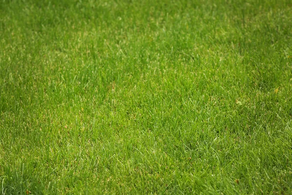 Grüner Rasen als Hintergrund — Stockfoto