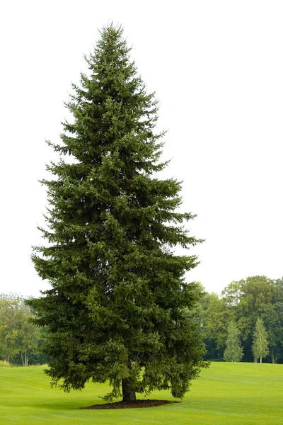 Hög fir-träd på grön gräsmatta i vacker park — Stockfoto