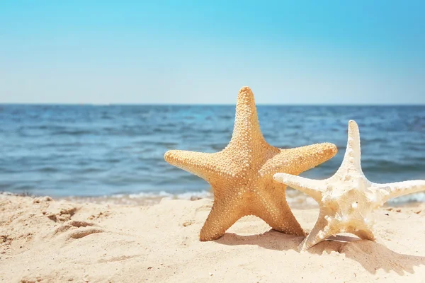 Sea star on beach — Stock Photo, Image