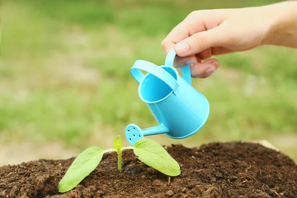Hand watering plant — Stock Photo, Image