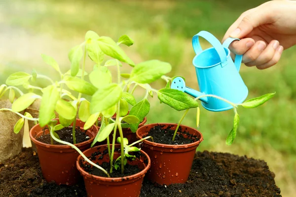 Water pouring from watering can — Stockfoto