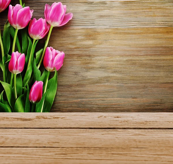 Tulipanes rosados frescos —  Fotos de Stock