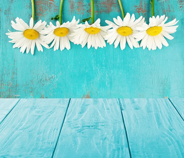 White beautiful chamomile — Stock Photo, Image
