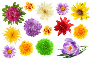 güzel çiçekler kolaj