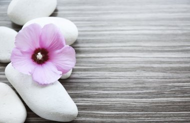 Ebegümeci ahşap arka plan üzerinde taşlarla Spa
