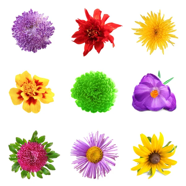 Collage av vackra blommor — Stockfoto