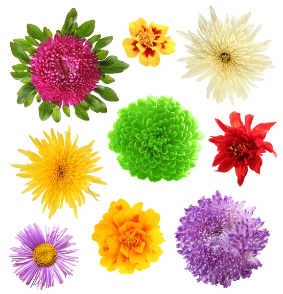 Collage of beautiful flowers — Stock Photo, Image