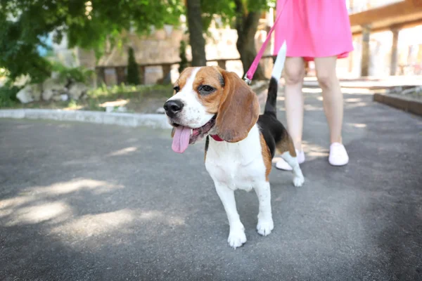 Kvinnan promenader hund i park — Stockfoto