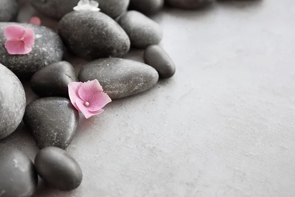 Spa stones with hydrangea on gray background — Stock Photo, Image