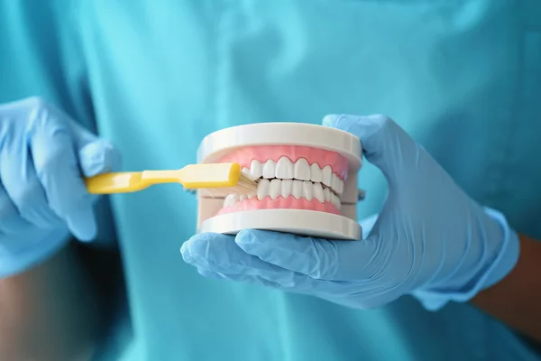 Dentist cleaning dental jaw — Stock Photo, Image
