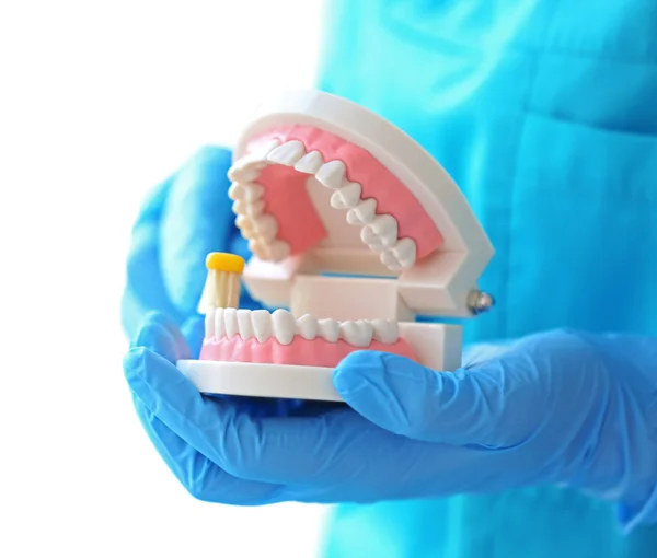 Pulizia dentista mascella dentale — Foto Stock