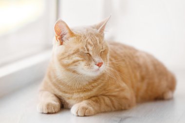 pencere üzerinde şirin kedi