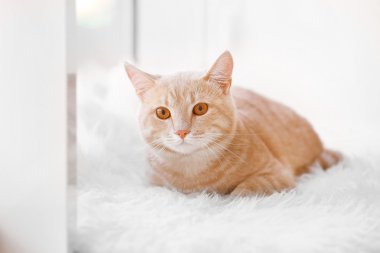 Halı üzerinde şirin kedi