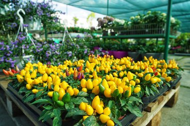 sıcak kırmızı biber  