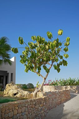 Güzel genç ağaç yaprak 