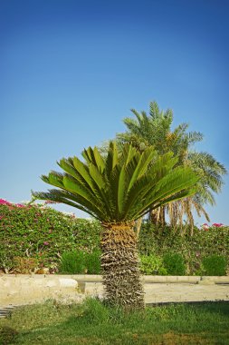 Bahçedeki küçük palmiye ağacı