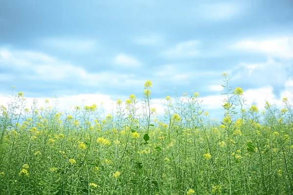 Campo verde con cielo azul —  Fotos de Stock