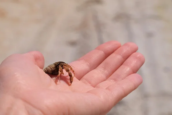 Hand holding hermit crab — Stock Photo, Image