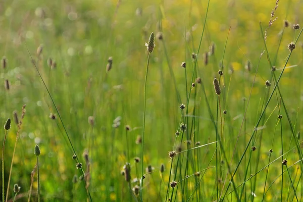 Wiese Gras auf verschwommenem Naturhintergrund — Stockfoto