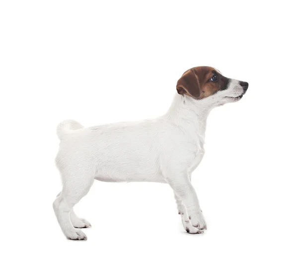 Jack Russell terrier — Stok Foto