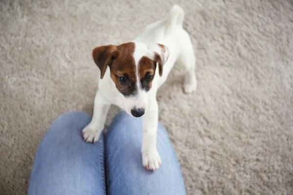 Cão jogando perto de pernas de mulher — Fotografia de Stock