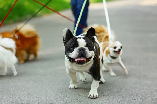 Femme chien de promenade — Photo