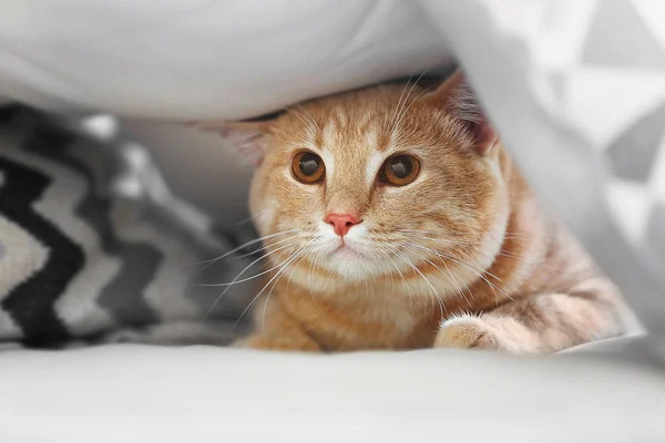 Смешная красная кошка — стоковое фото