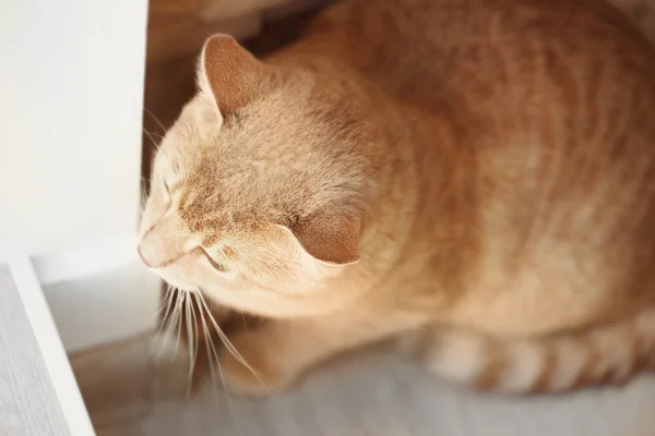 Cute cat in corner | Stock Images Page | Everypixel