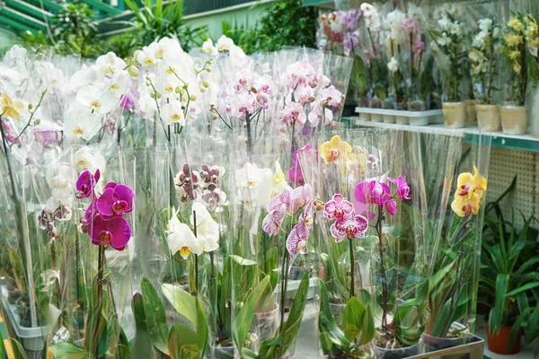 Gyönyörű virágok cserépben — Stock Fotó