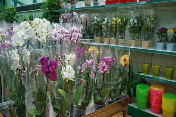 Lindas flores em vasos — Fotografia de Stock