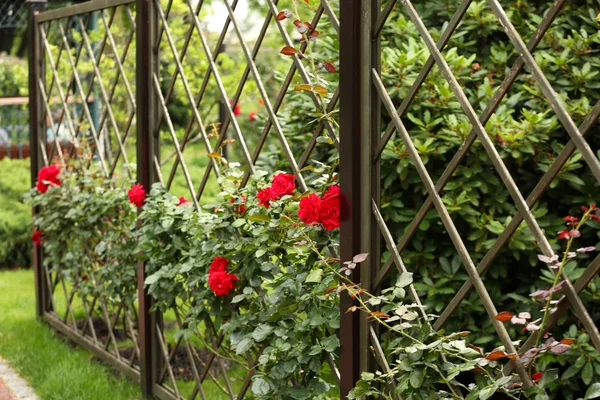 Vacker buske röda rosor i trädgården — Stockfoto