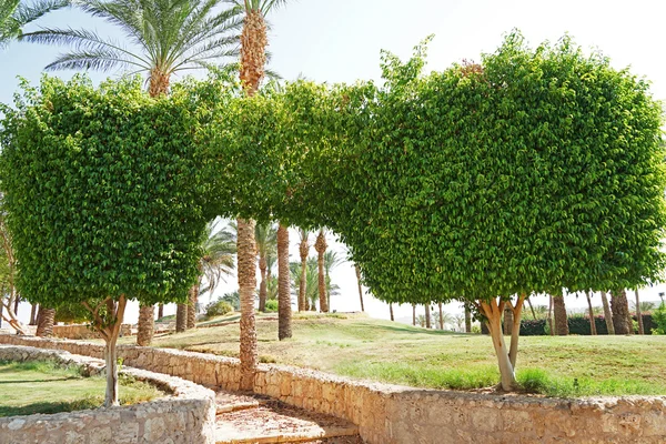 Topiary copaci în grădină — Fotografie, imagine de stoc