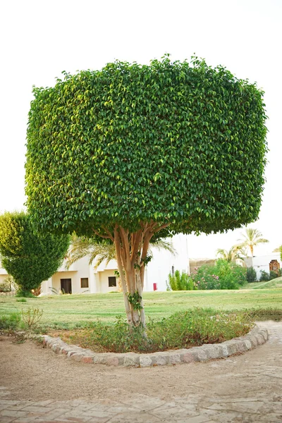 绿色雕塑形式的缸在花园里的树 — 图库照片