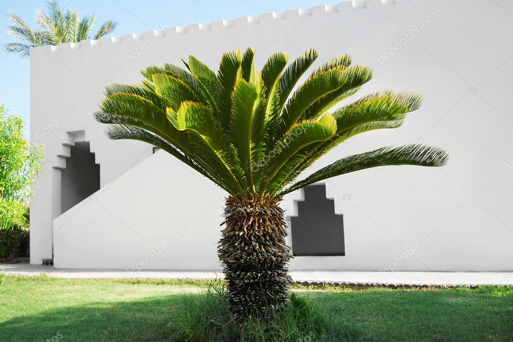 Small Palm Tree Lawn House Stock Photo C Belchonock 123886342