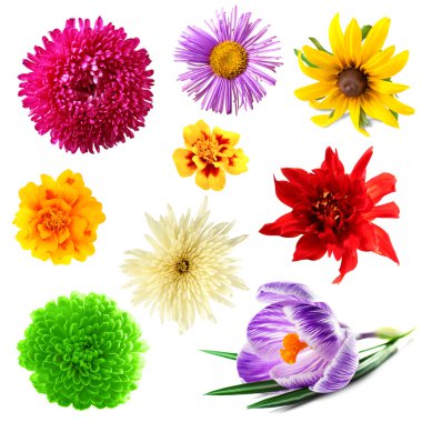 güzel çiçekler kolaj