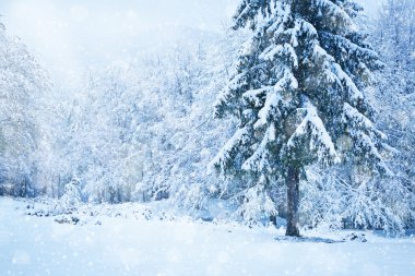 Güzel snowy orman arka plan