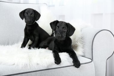 Komik Labrador yavruları 