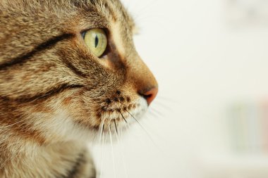 gri tekir kedi 