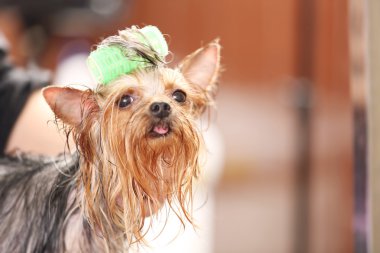 Yorkshire terrier Salonu