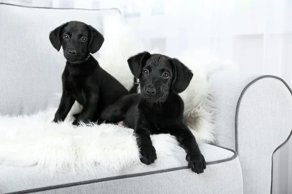 Legrační Labrador štěňata — Stock fotografie