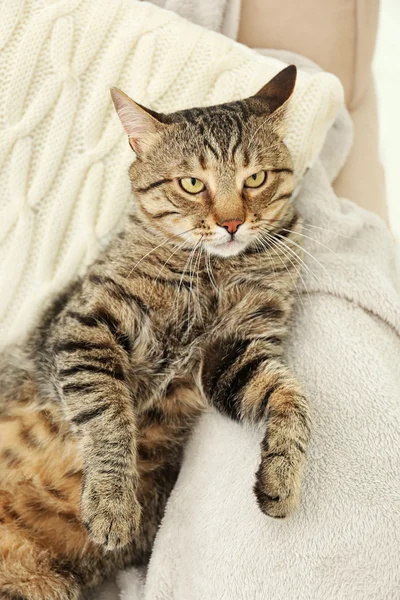 Gato gris tabby — Foto de Stock