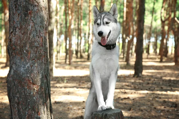 Roztomilý husky na pařez v lese — Stock fotografie