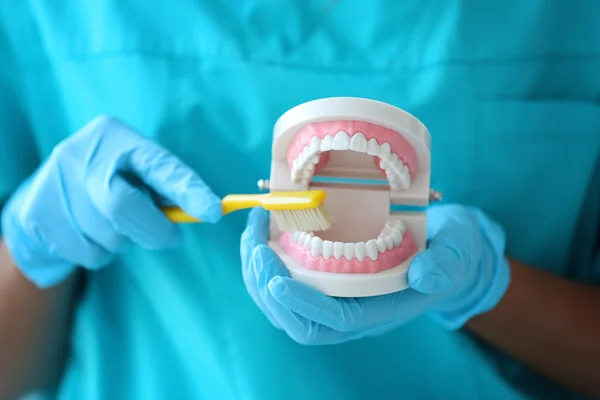 Dentist cleaning dental jaw — Stock Photo, Image