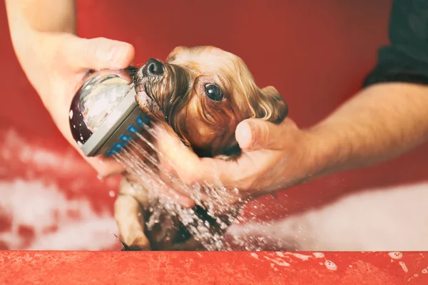 Hairdresser washing cute dog — Stock Photo, Image